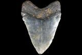 Bargain, Megalodon Tooth - North Carolina #83992-2
